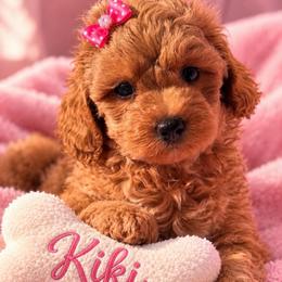 Kiki - Brown female Shihpoo puppy in Cooper City, Florida from Jenny La Bone