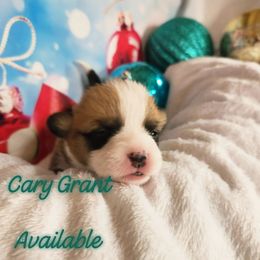 Cary Grant - Red male Pembroke Welsh Corgi puppy in Louisburg, North Carolina from Lucky Penny Corgis