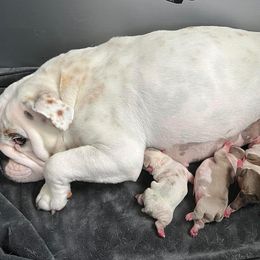 Bulldogs from Villalobos kennels LLC