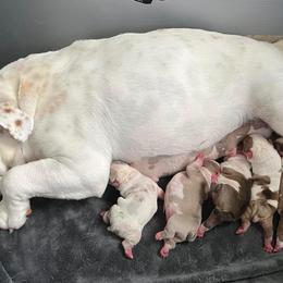 Bulldogs from Villalobos kennels LLC