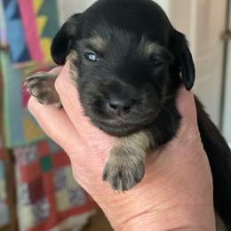 Blk Cream - Black and cream male Dachshund puppy in Hudson, North Carolina from Foothills Precious Paws