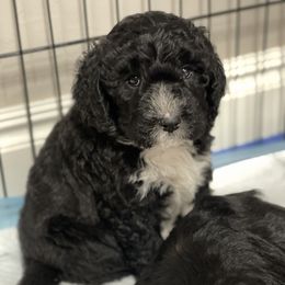 Bernedoodle Puppies from G&G’s Bernedoodles