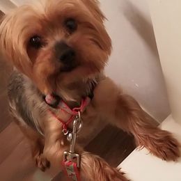 Cashh - Yorkshire Terrier