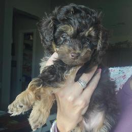 Mars - Red tri-color male Aussiedoodle puppy in Prescott Valley, Arizona from Ramirez Family Doodles