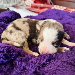 Aspen - Red merle female Australian Shepherd puppy in Charlotte, North Carolina from Awesome Aussies