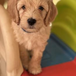Australian Cobberdog Puppies from Mud Pies Australian Cobberdogs