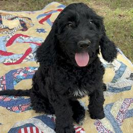 Rosemary - female Golden Mountain Doodle puppy in Tulsa, Oklahoma from Turpin Ranch