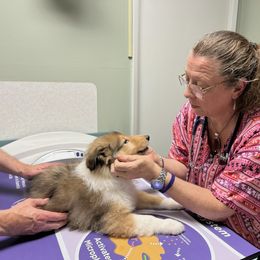 Collie Puppies from Rogue Valley Rough Collies