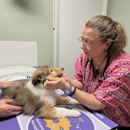 Collie Puppies from Rogue Valley Rough Collies