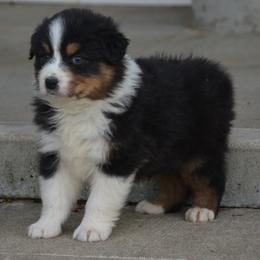 KB-BTF2 - Black tri-color Australian Shepherd puppy in Missouri from Crossroad Acres Aussies
