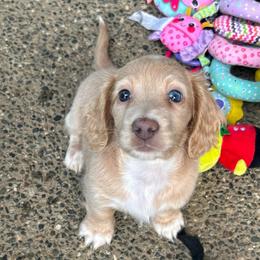 Cream Boy - Cream male Dachshund puppy in Belfair, Washington from CreekSide Mini Doxies