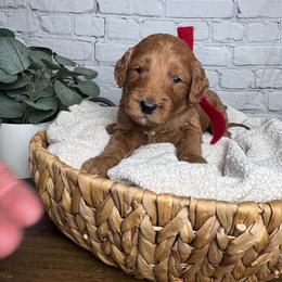 Boy 6 Pick- Med. Goldendoodle - Red  male Goldendoodle puppy in Piedmont, South Carolina from The Farm at Saluda Ridge
