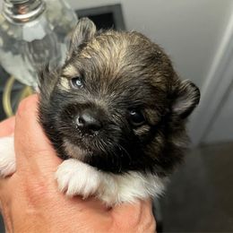 Stuart (Little) - Black and tan parti male Pomeranian puppy in Bellmore, New York from Alyce’s Angels