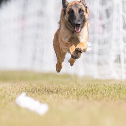 Belgian Malinois and Labrador Retrievers from Clarisma K9’s