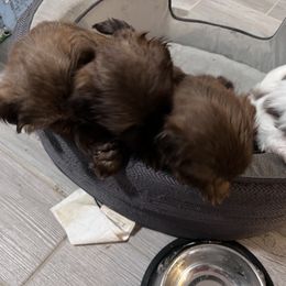 Shih Tzu Puppies from Whispering Winds Charmed Hollow