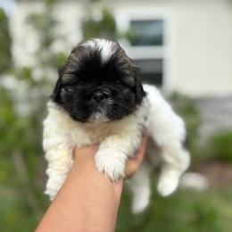 Prince - Tricolor male Shih Tzu puppy in Weeki Wachee, Florida from Svitlana Geist