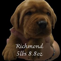 Richmond - Yellow male Labrador Retriever puppy in Sidney, Nebraska from Nebraska Strong Labradors