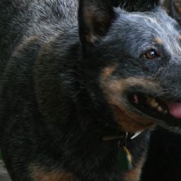 Australian Cattle Dogs from Jilaroo Australian Cattle Dogs