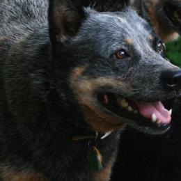 Australian Cattle Dogs from Jilaroo Australian Cattle Dogs