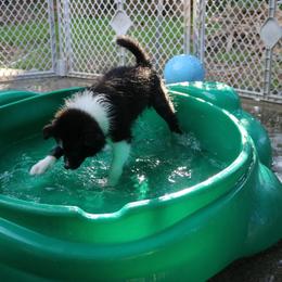 Border Collie Puppies from Top Notch Border Collies