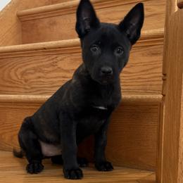 Kirn - Black brindle female Dutch Shepherd puppy in Watertown, Connecticut from APACHEK9