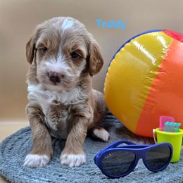 Teddy - Apricot male Goldendoodle puppy in Summerville, South Carolina from Channys Doodles