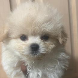 Kanto 4500 - White male Maltipoo puppy in Long Island, New York from Minipaws kennel