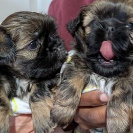 Shih Tzu Puppies from Ming Xing Shih Tzu