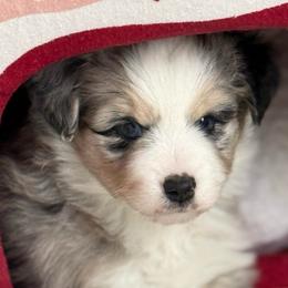 Denali - Blue merle male Miniature Australian Shepherd puppy in Spokane Valley, Washington from Northern Roots Aussies