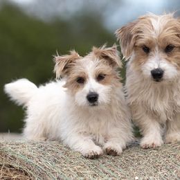 Russell Terriers from Cactus Jack Russells