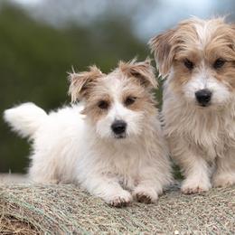 Russell Terriers from Cactus Jack Russells