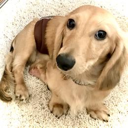 Dachshund Puppies from Northwest Dachshunds