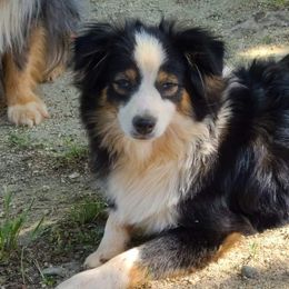 Loki - Toy Australian Shepherd