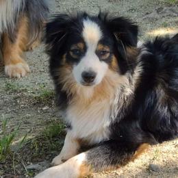 Loki - Toy Australian Shepherd