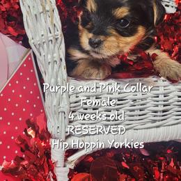 Yorkshire Terrier Puppies from Hip Hoppin Yorkies
