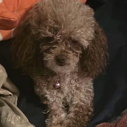 Oria - Poodle