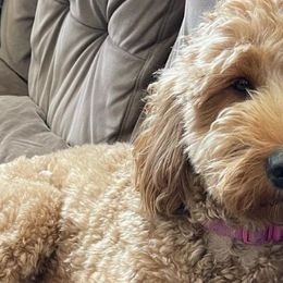 Goldendoodles from Violet’s Doodles