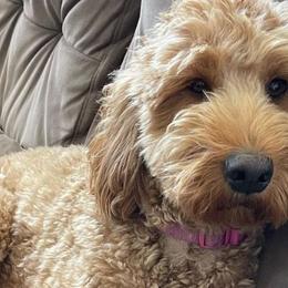 Goldendoodles from Violet’s Doodles