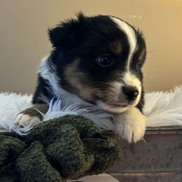 Miniature American Shepherds from Anchored Roots Miniature American Shepherds