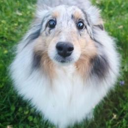 Shetland Sheepdog puppies from Hope's Heart Shelties