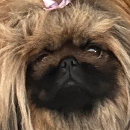 Rosie - Pekingese