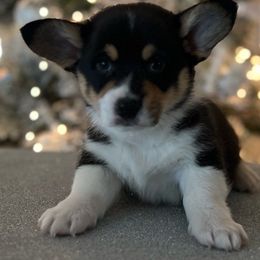 Boy 2 - Black and tan American Corgi puppy in Willcox, Arizona from C spear Corgis