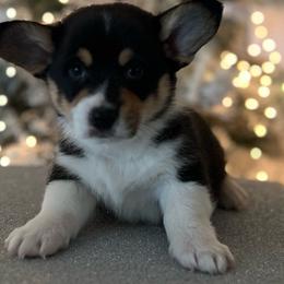 Boy 2 - Black and tan American Corgi puppy in Willcox, Arizona from C spear Corgis