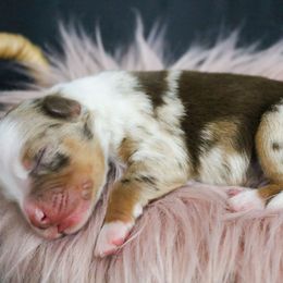 Voodoo - Red merle male Miniature Australian Shepherd puppy in Melbourne, Florida from True Spirited Aussies