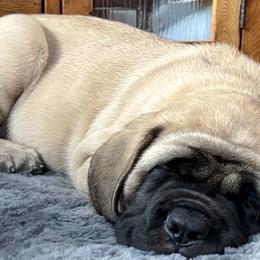 Mastiffs from Green Meadow Mastiffs