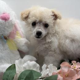 Poodle Puppies from Lixira Poodles