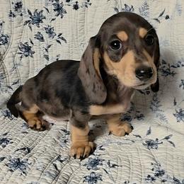 Mayberry - Dapple female Dachshund puppy in Lexington, Oklahoma from Long Doggy Acres Miniature Dachshunds