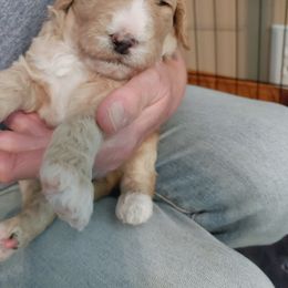 Goldendoodle Puppies from Ninnie's Doodles