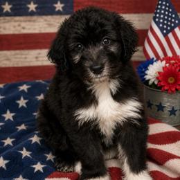 Black and white girl 1 - Black and white female Aussiedoodle puppy in Sandwich, Massachusetts from Cape Cod Aussies / Cape Cod Poodles and Doodles