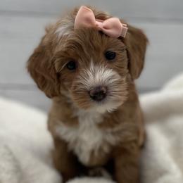 Hazel - Red  female Goldendoodle puppy in Kansas City, Kansas from Bella & Ivy’s Mini Goldendoodles of KC